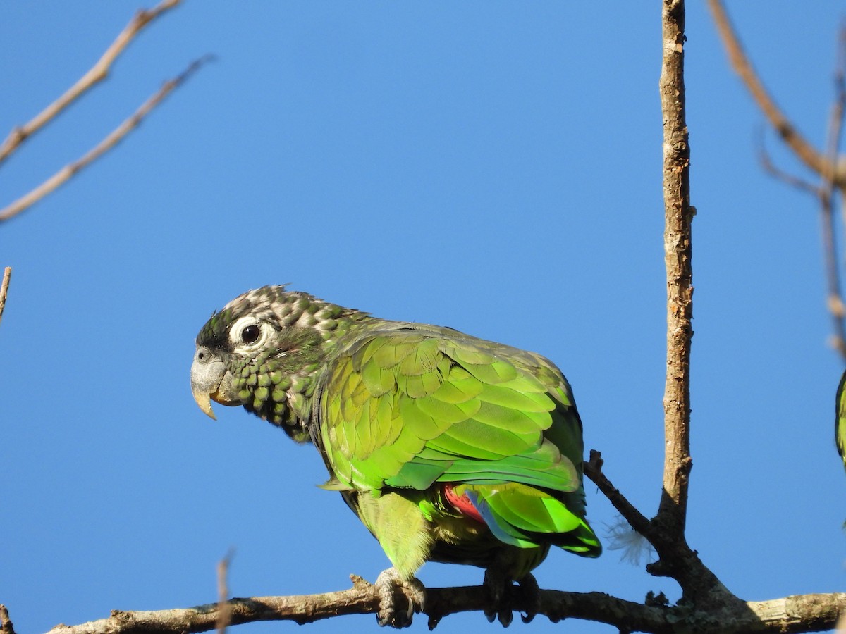 アケボノインコモドキ - ML610148364