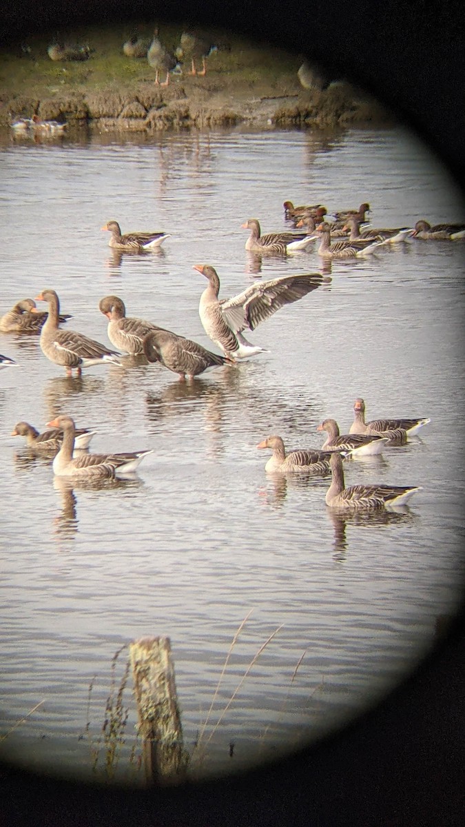 Graylag Goose - Kyle and Kristin