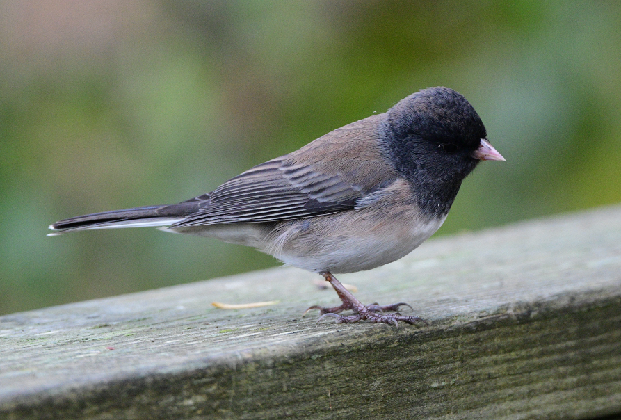 Dark-eyed Junco - ML610148429