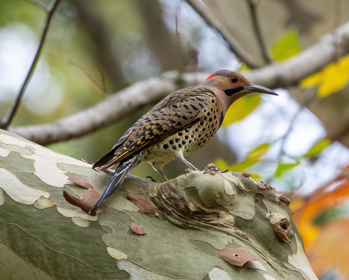 Northern Flicker - ML610148438