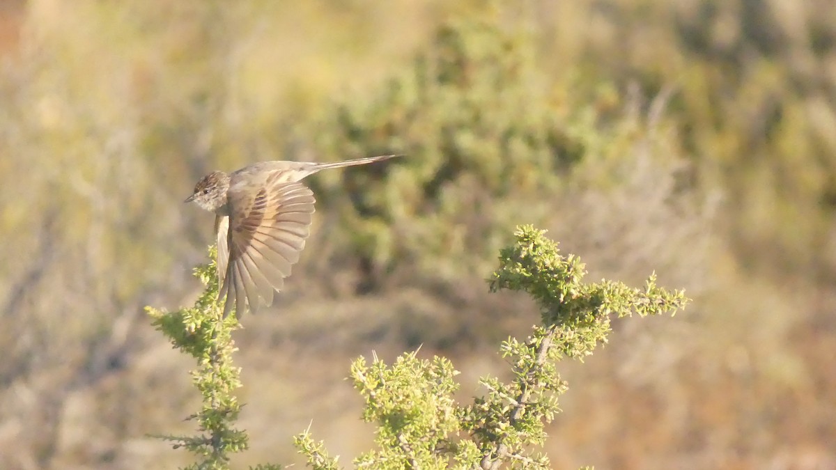 Plain-mantled Tit-Spinetail - Ann Kovich