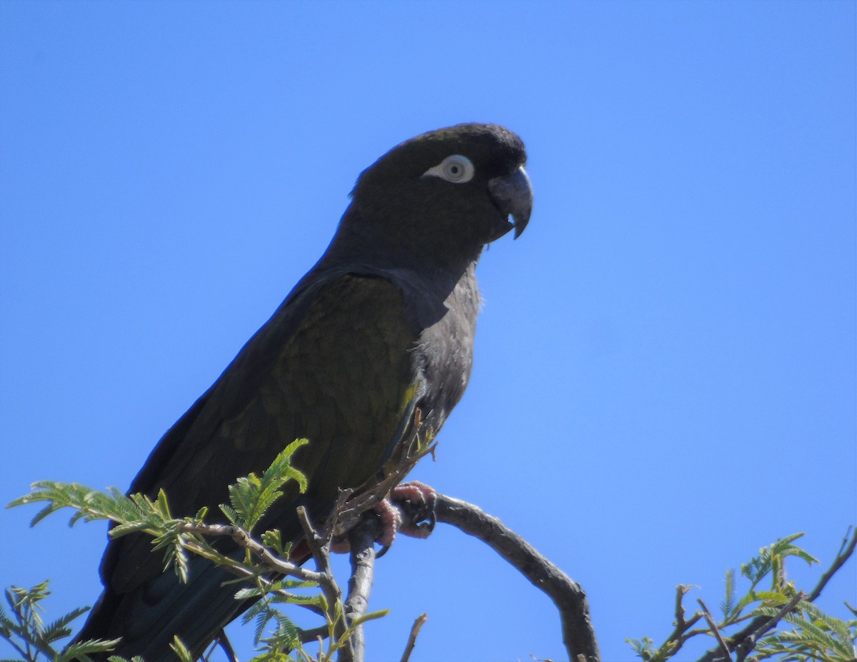 Patagonya Papağanı (andinus) - ML610148591