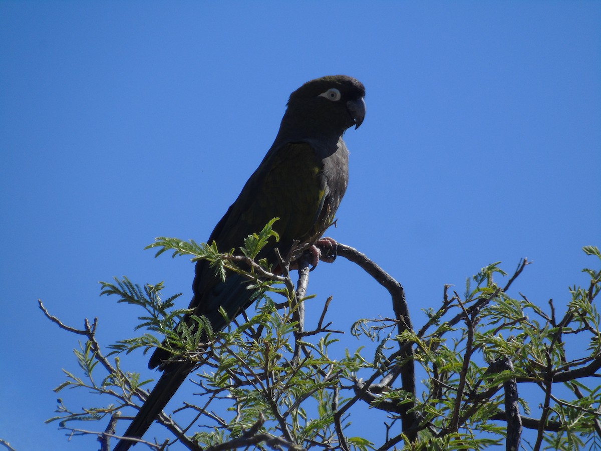 Patagonya Papağanı (andinus) - ML610148592
