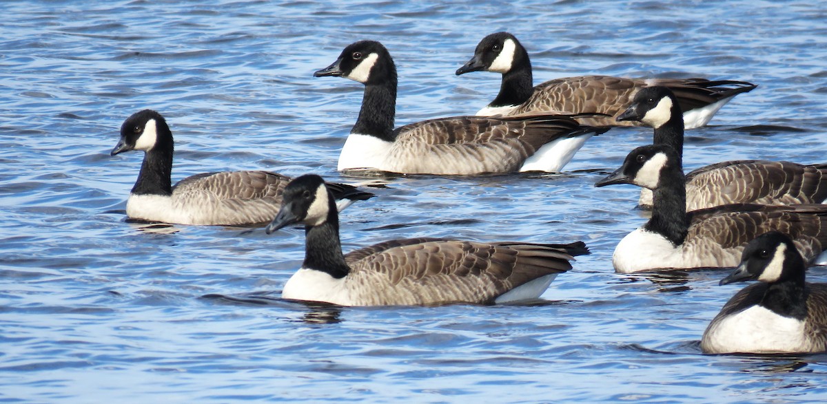 Cackling Goose - ML610148593