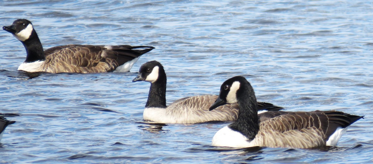 Cackling Goose - Michel Turcot