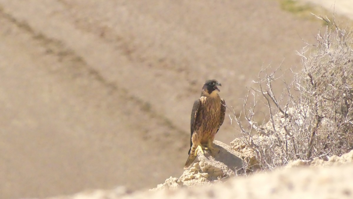 Halcón Peregrino - ML610148683