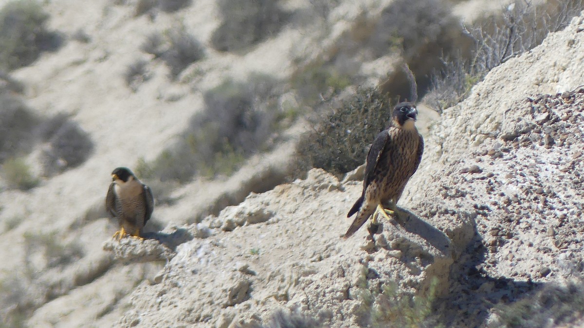 Peregrine Falcon - ML610148684