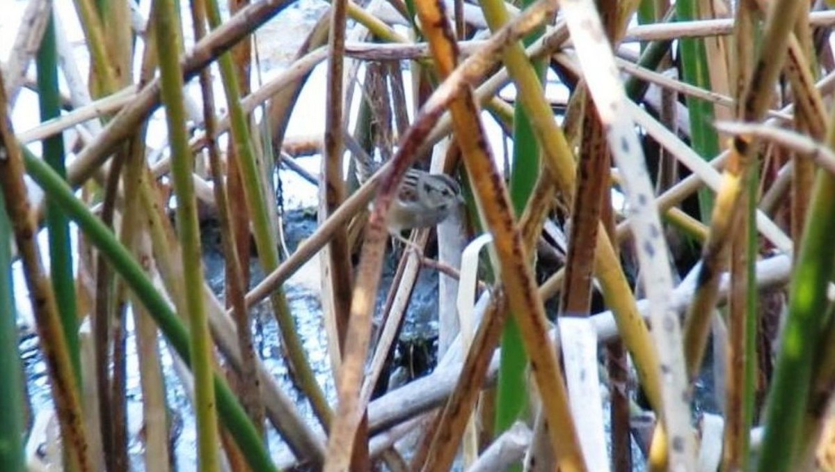 Swamp Sparrow - ML610148706