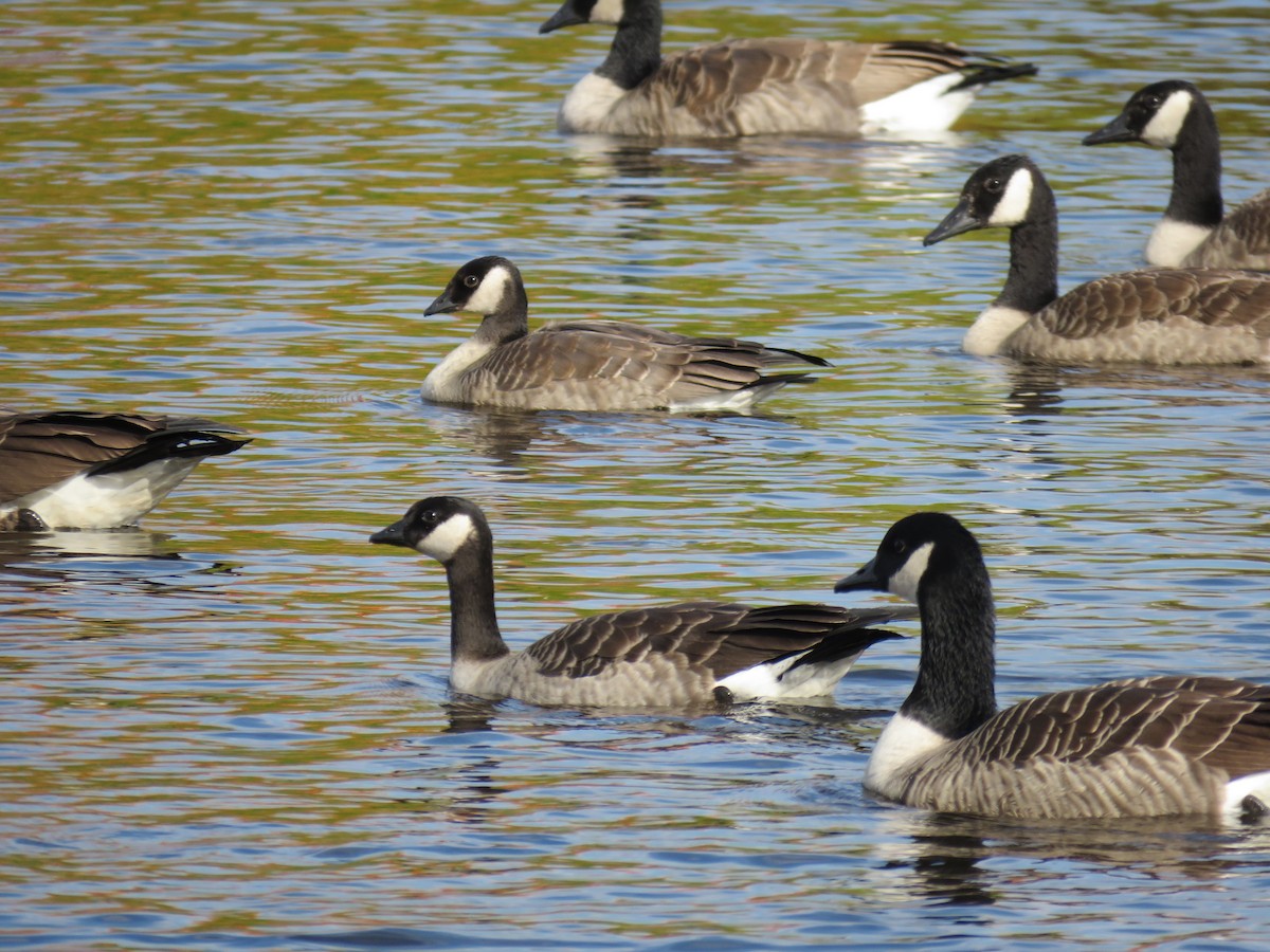 Cackling Goose - Michel Turcot