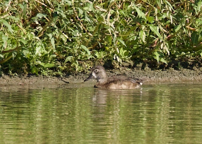 Ring-necked Duck - ML610148832