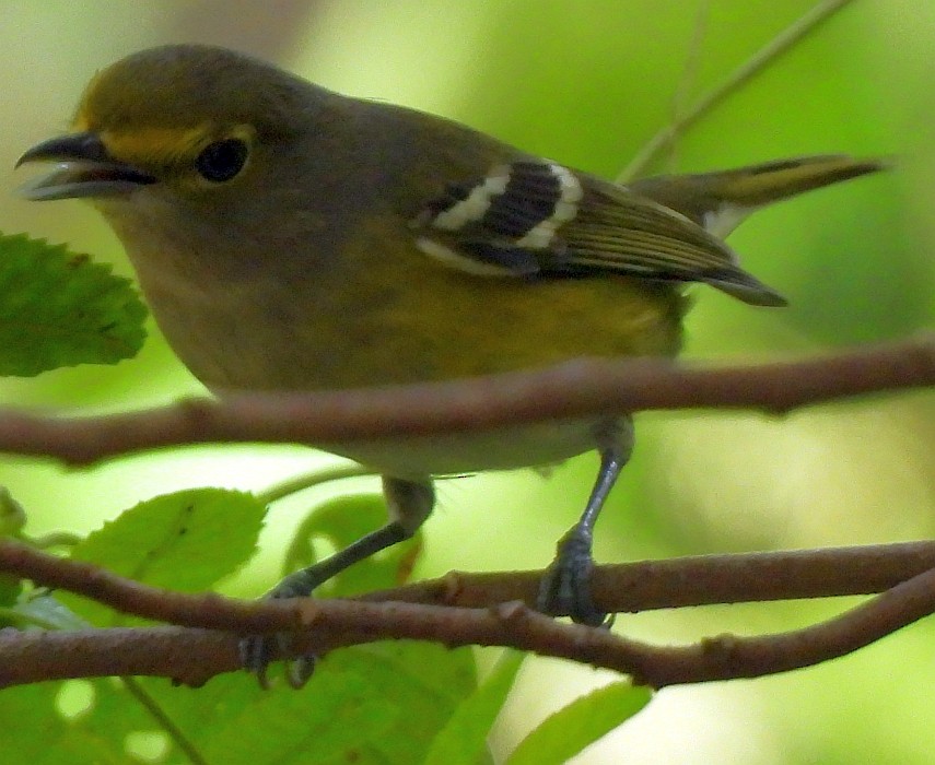 Thick-billed Vireo - ML610148914
