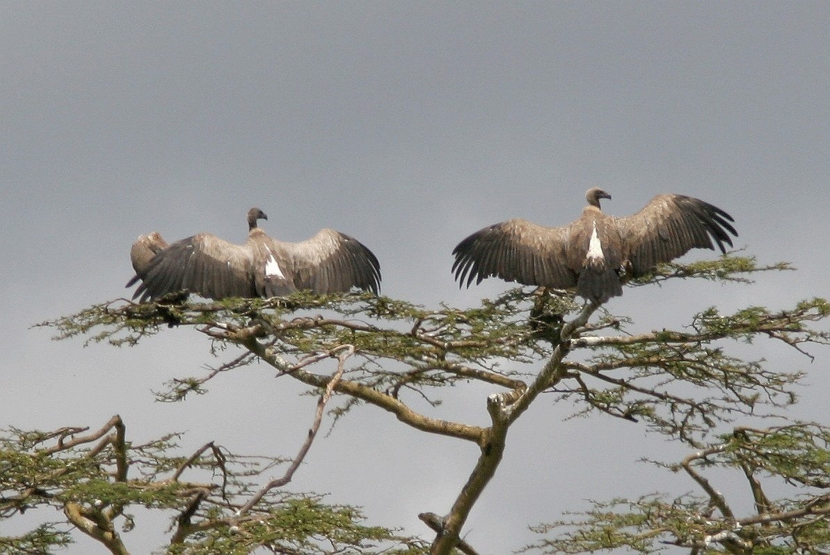 White-backed Vulture - Brad Bergstrom