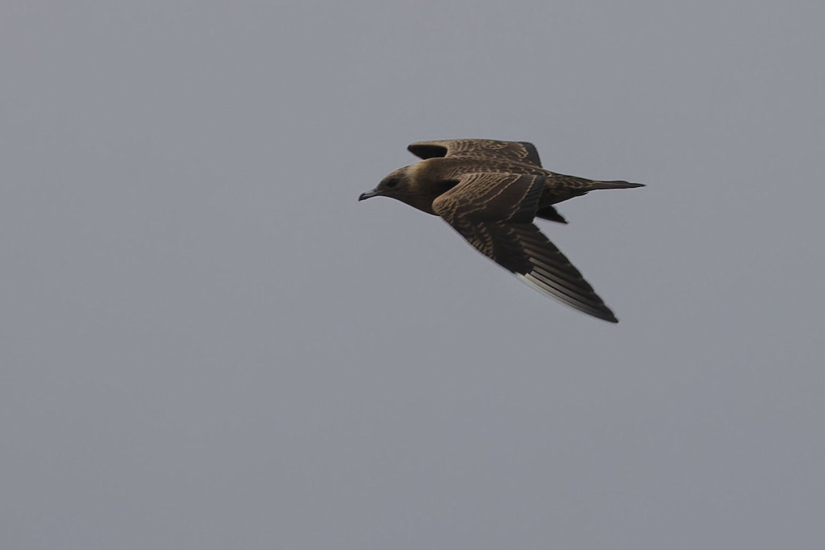 Parasitic Jaeger - Eduardo Joel