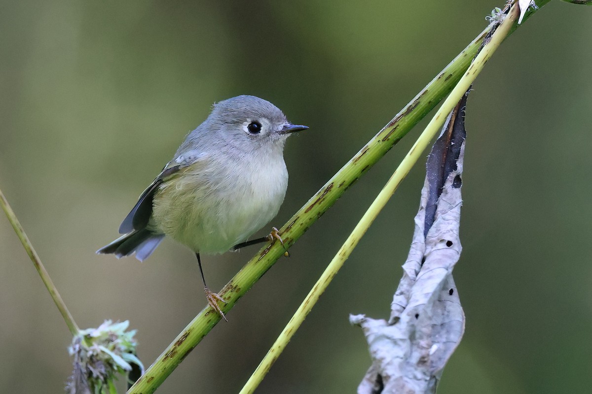 Ruby-crowned Kinglet - ML610149051