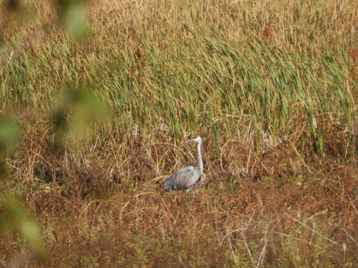 Sandhill Crane - Paul Kendal