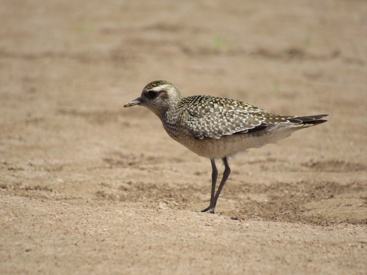 American Golden-Plover - Matias Almeida