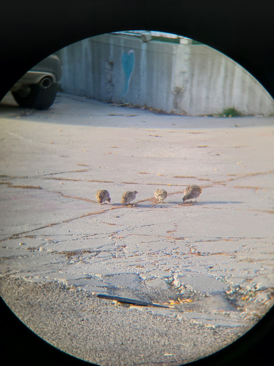 Gray Partridge - ML610149145