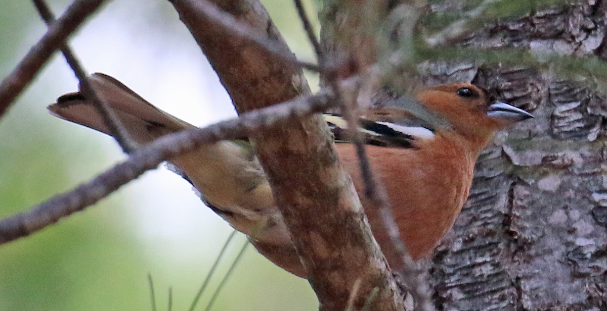 Common Chaffinch - ML610149249