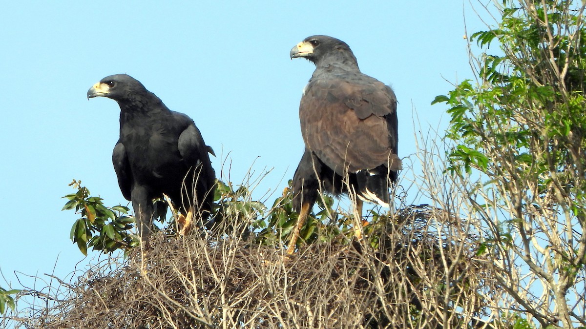 Great Black Hawk - ML610149503