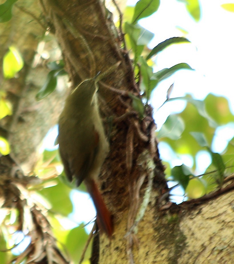 Stripe-crowned Spinetail - ML61014961