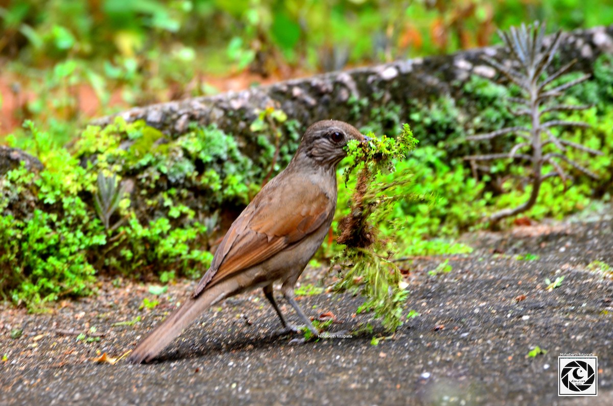 Pale-breasted Thrush - ML610149651