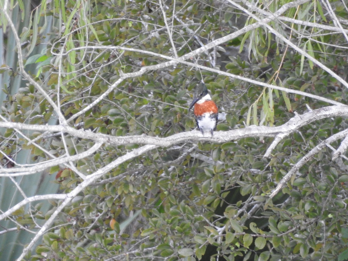 Green Kingfisher - ML610149721