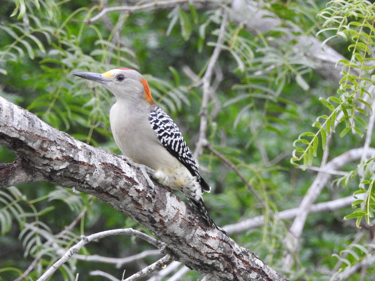 Golden-fronted Woodpecker - ML610149731