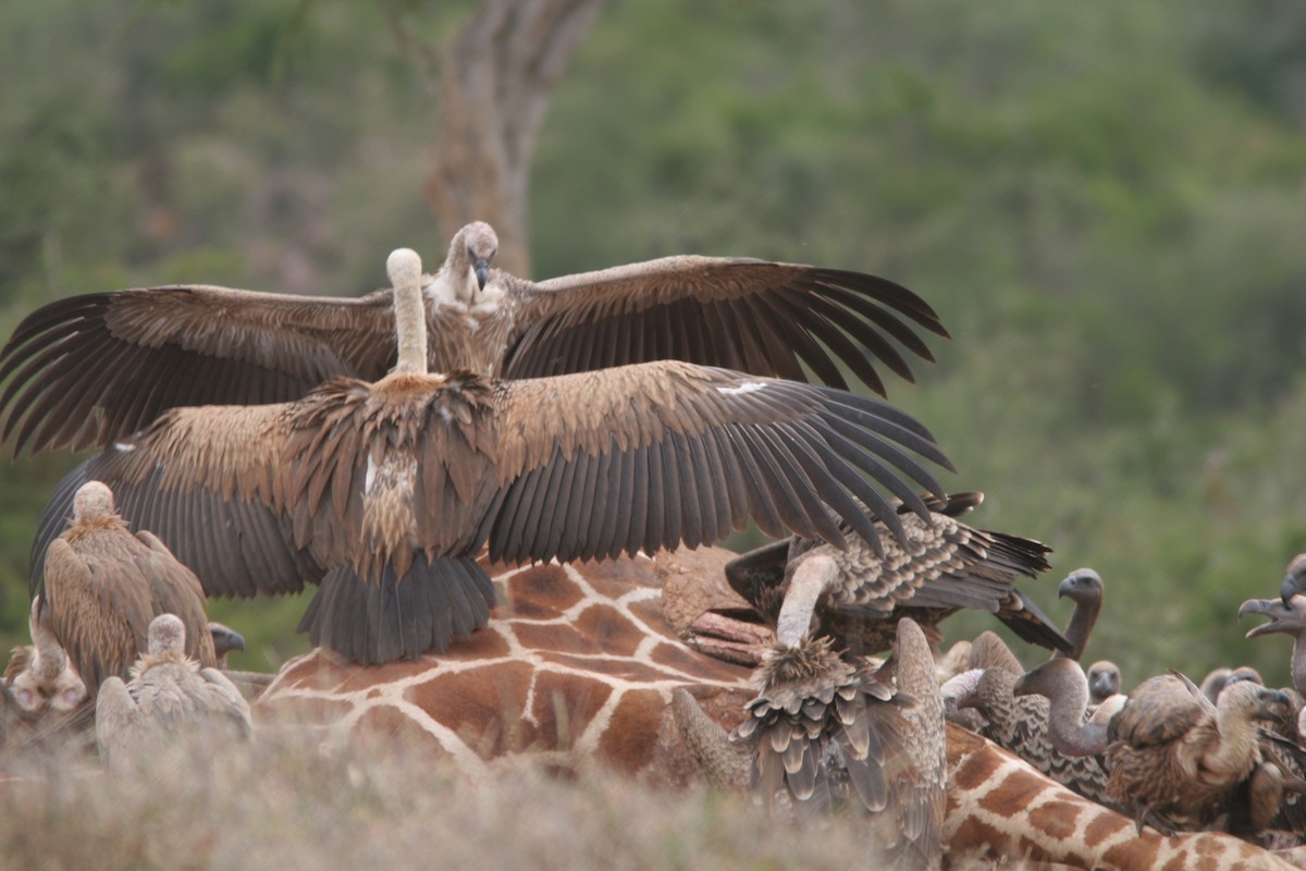 White-backed Vulture - ML61014981