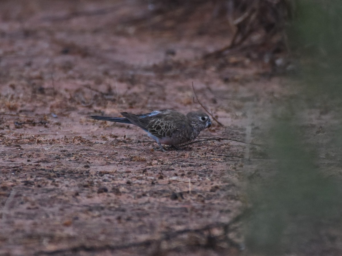 Bourke's Parrot - ML610149845