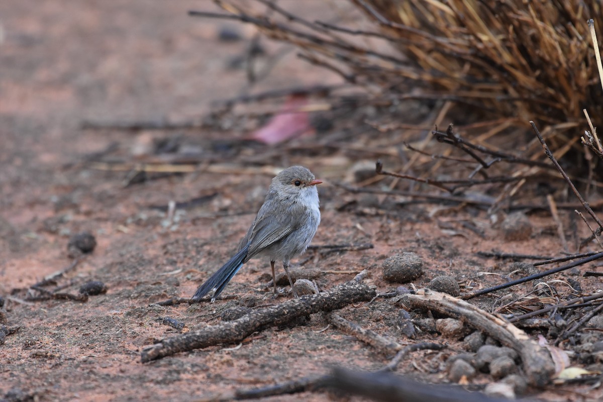 Splendid Fairywren - ML610149859