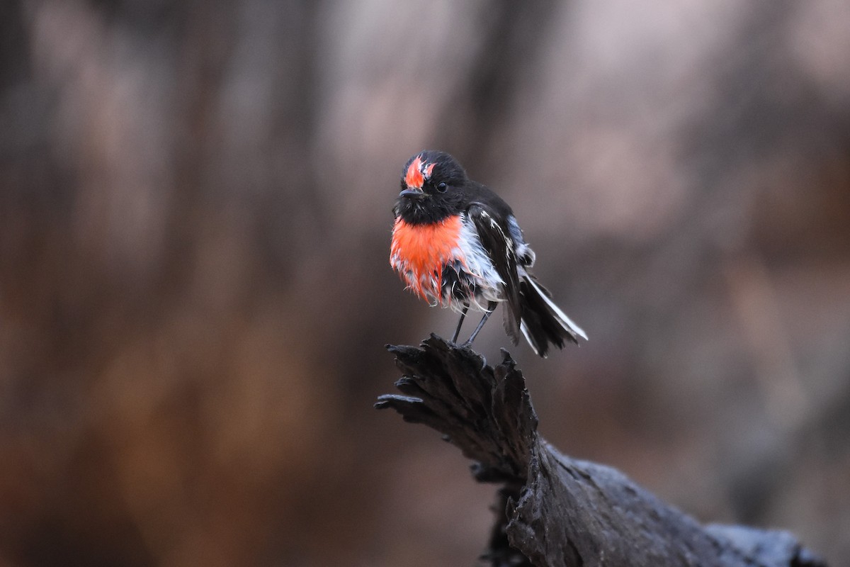 Red-capped Robin - ML610149876