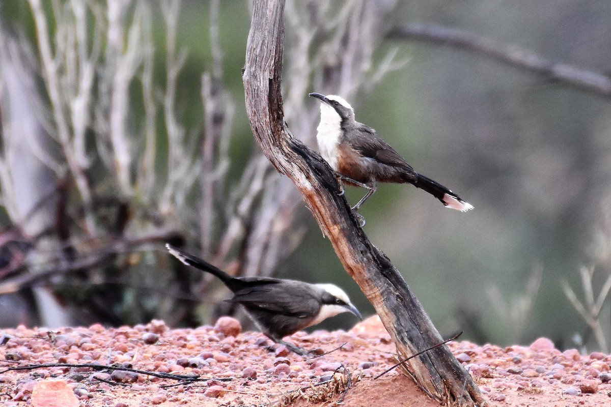 Gray-crowned Babbler - ML610149883