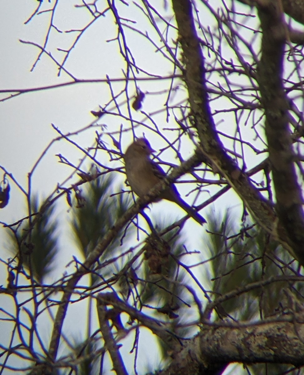 White-crowned Sparrow - ML610149930