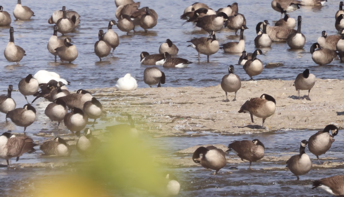 Green-winged Teal - Marie Provost