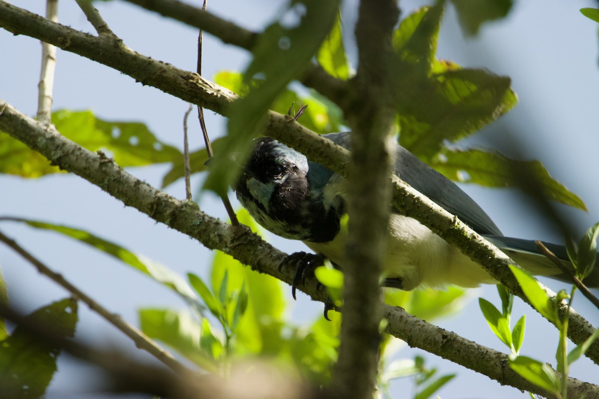 White-throated Magpie-Jay - John van Dort