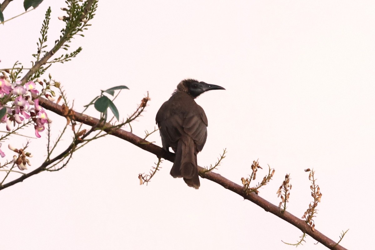 Helmeted Friarbird - ML610149994