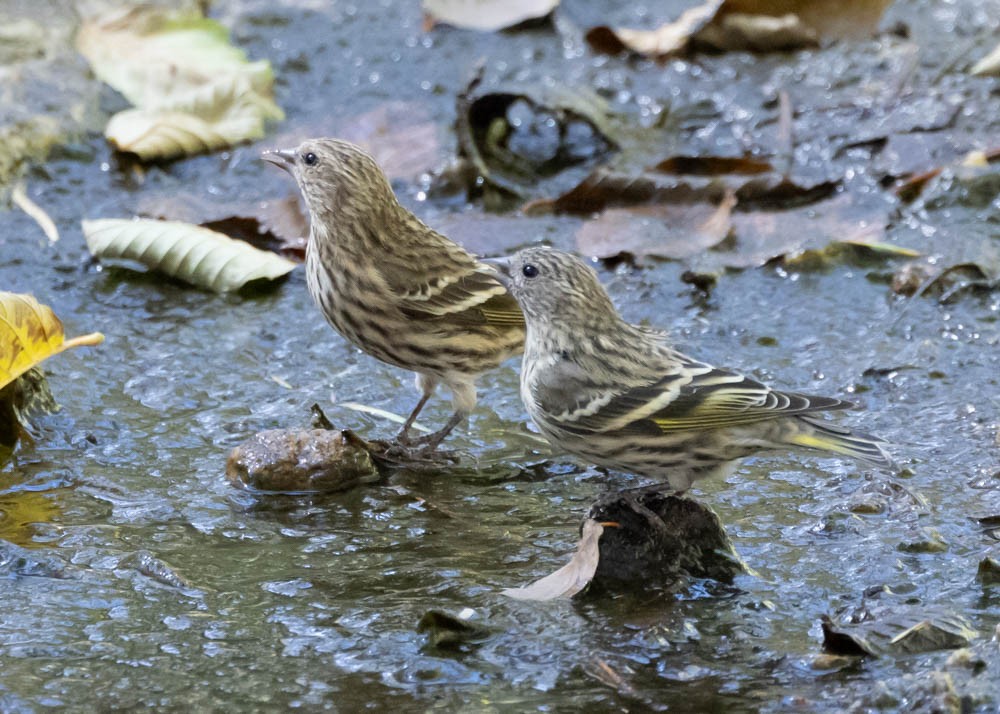 Pine Siskin - ML610150017