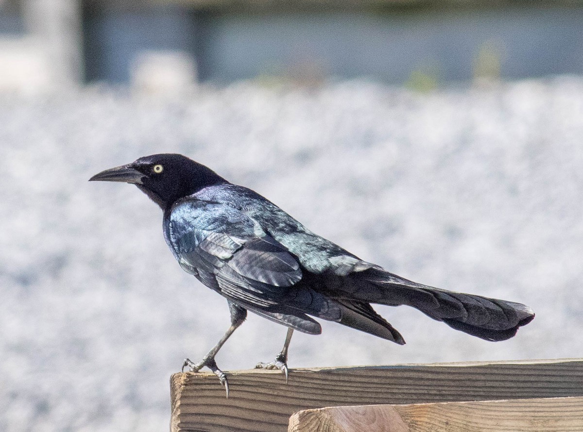 Boat-tailed Grackle - ML610150081