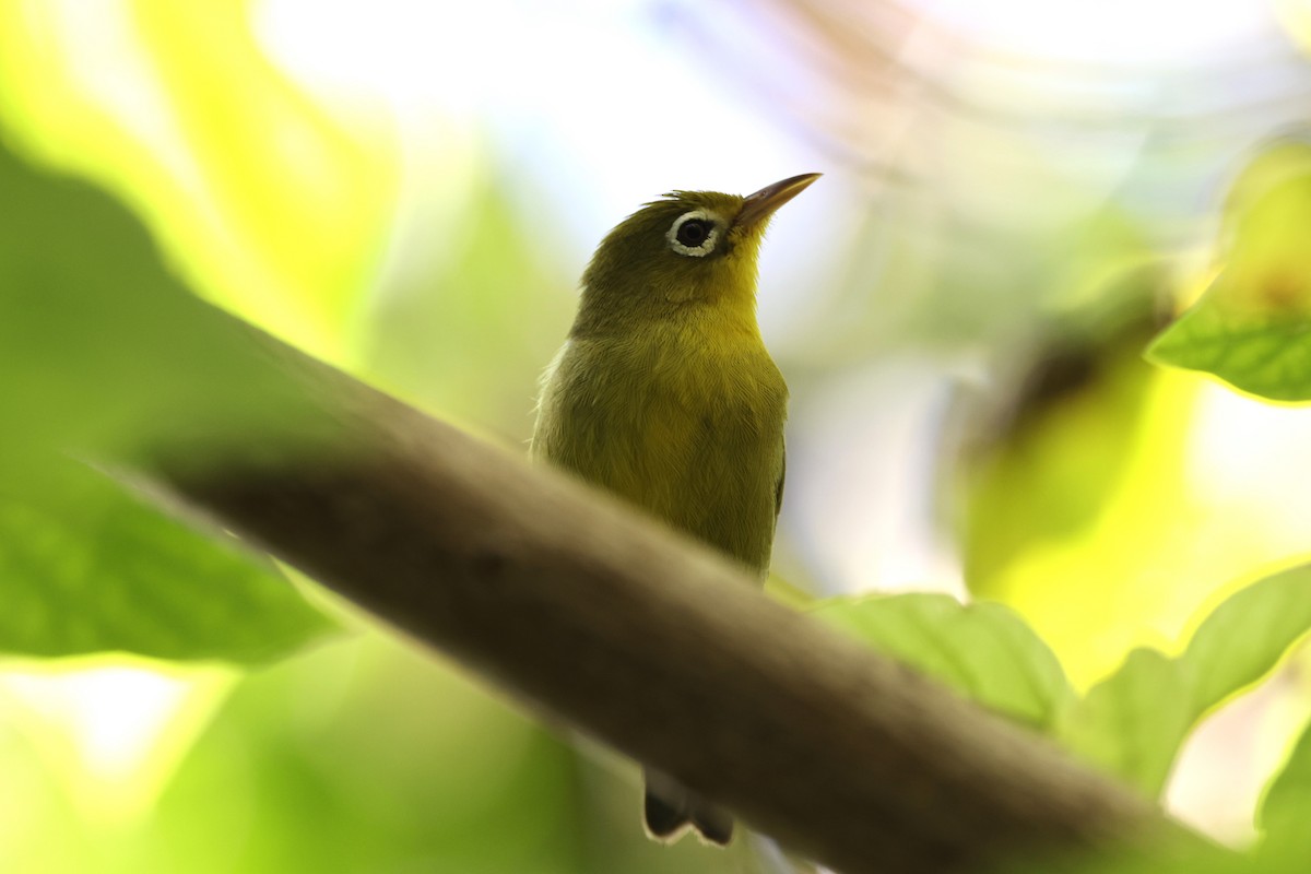 Louisiade White-eye - ML610150084