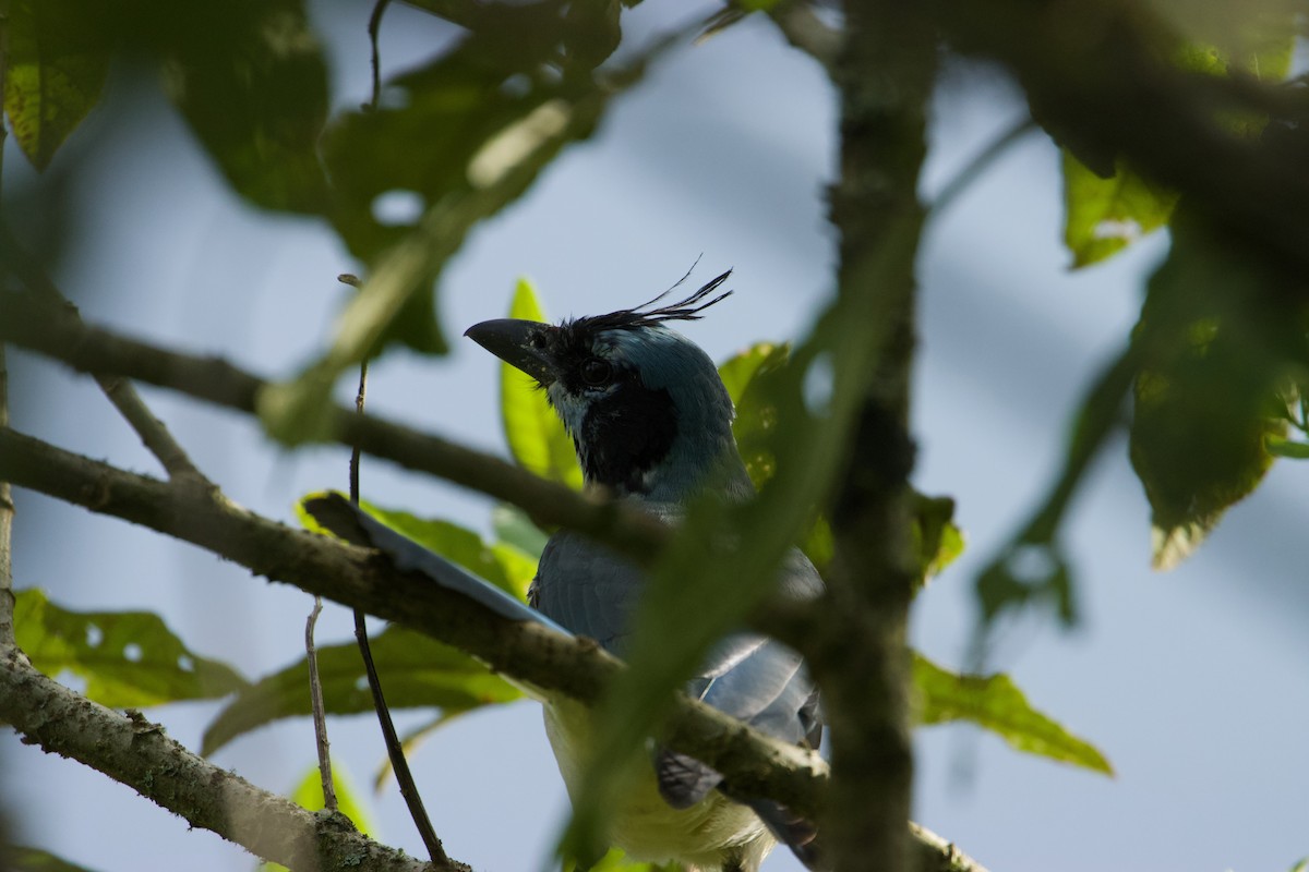 White-throated Magpie-Jay - ML610150086