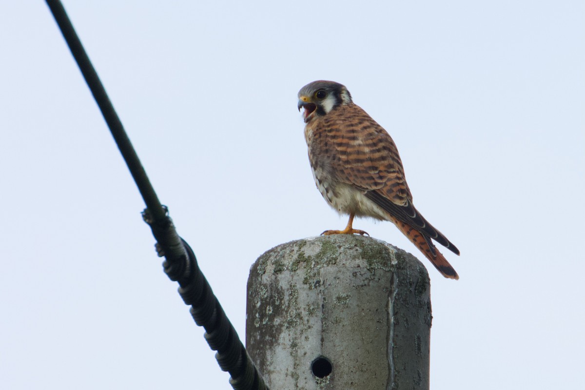 American Kestrel - ML610150148