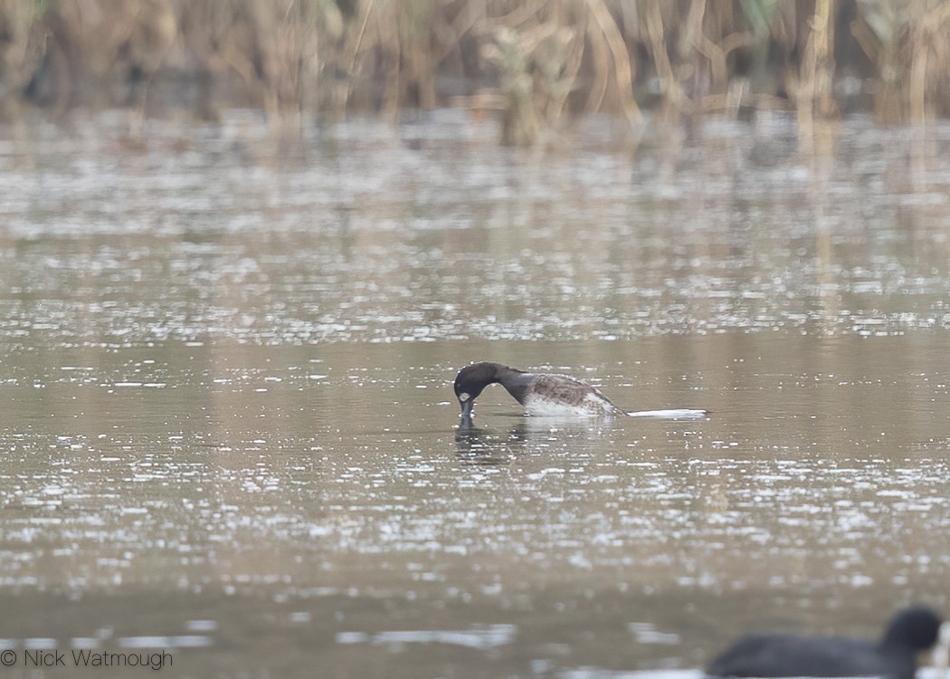 Lesser Scaup - ML610150194