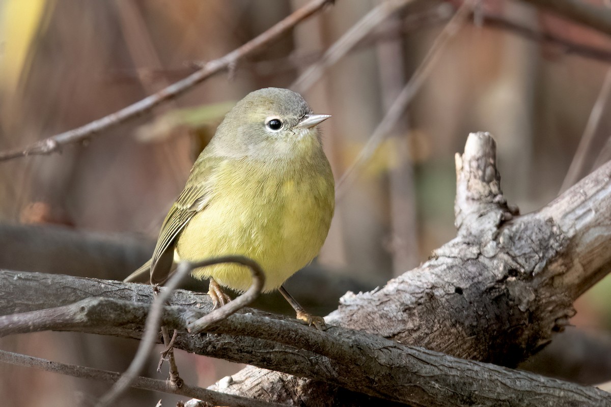 Orange-crowned Warbler (Gray-headed) - Sue Barth