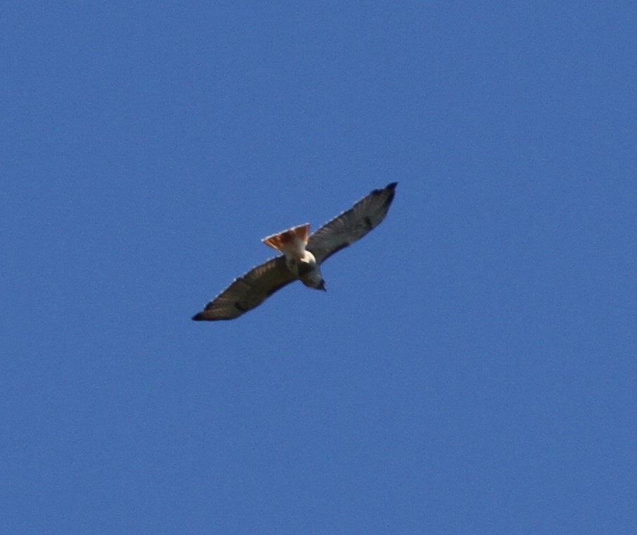 Red-tailed Hawk - ML610150247