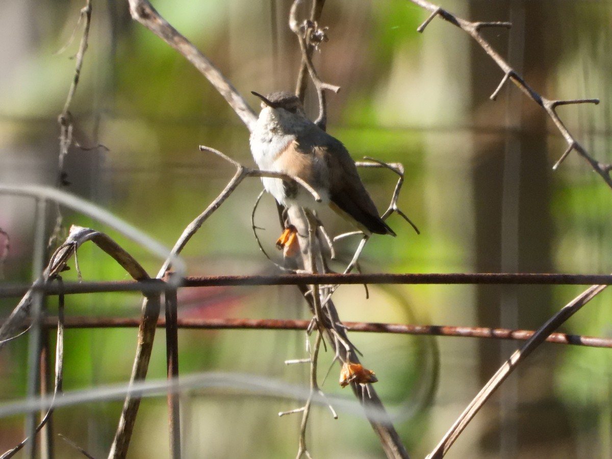 Rufous Hummingbird - ML610150368
