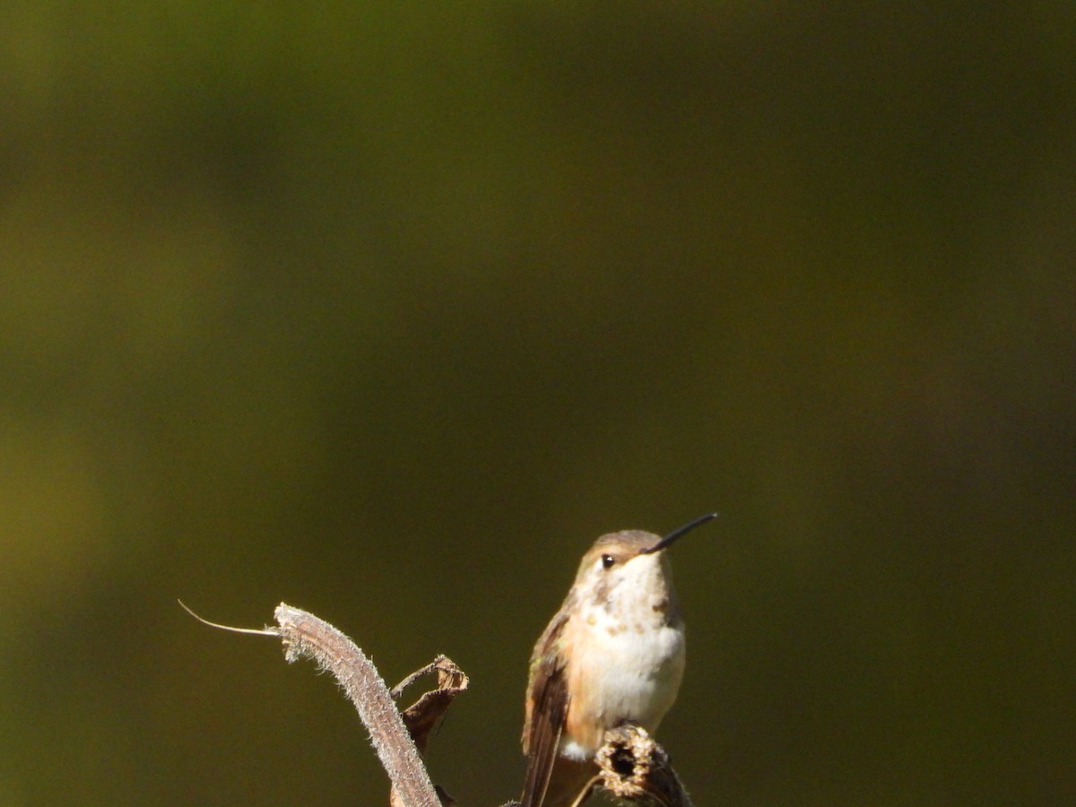 Rufous Hummingbird - ML610150371
