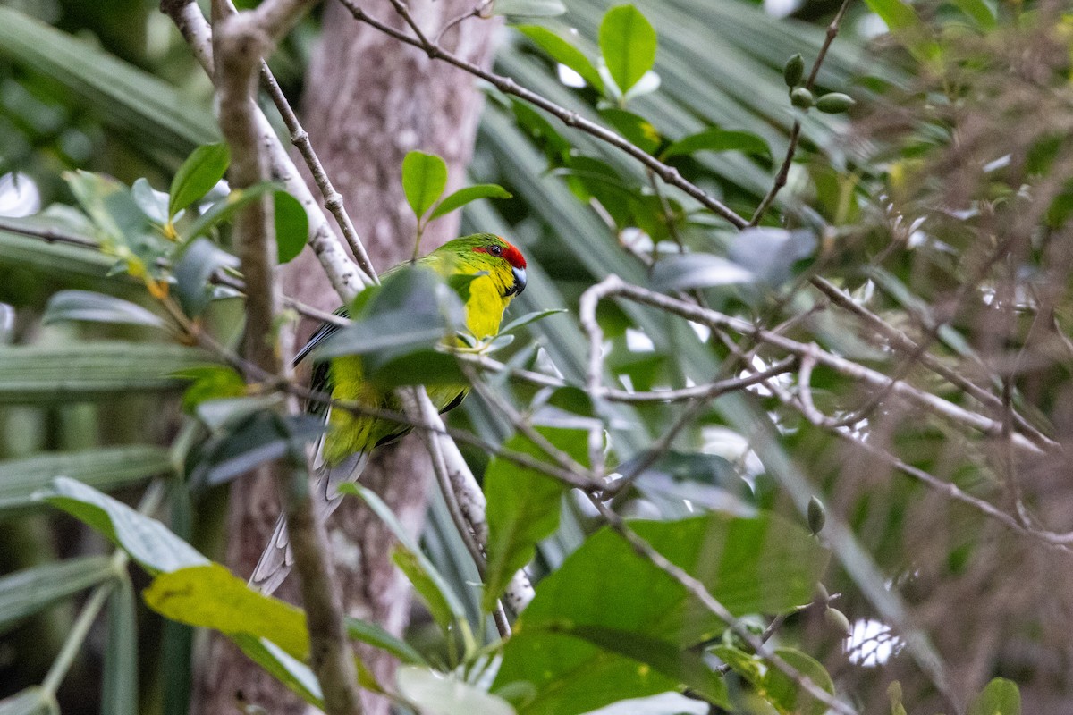 New Caledonian Parakeet - Richard and Margaret Alcorn
