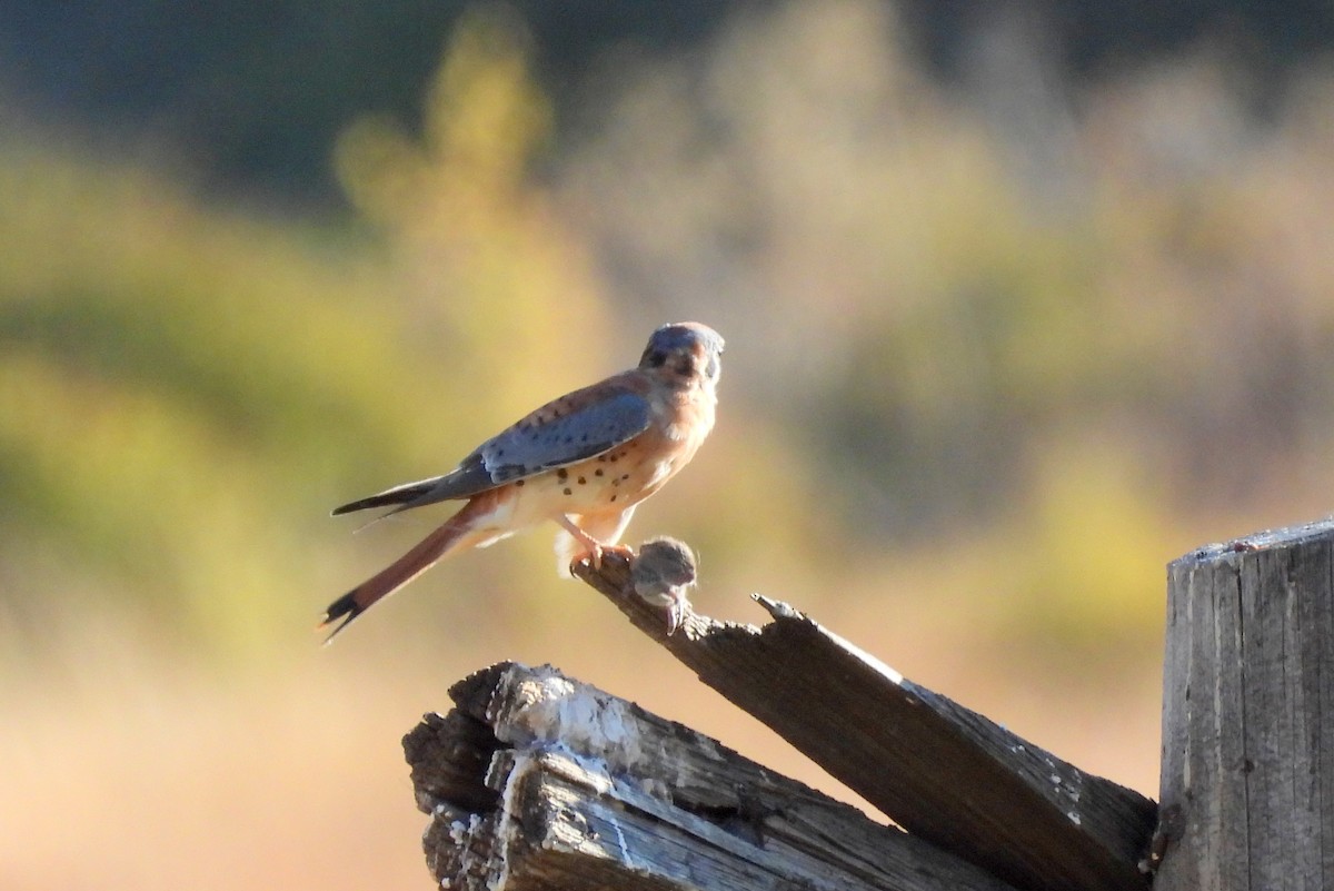 American Kestrel - ML610150456