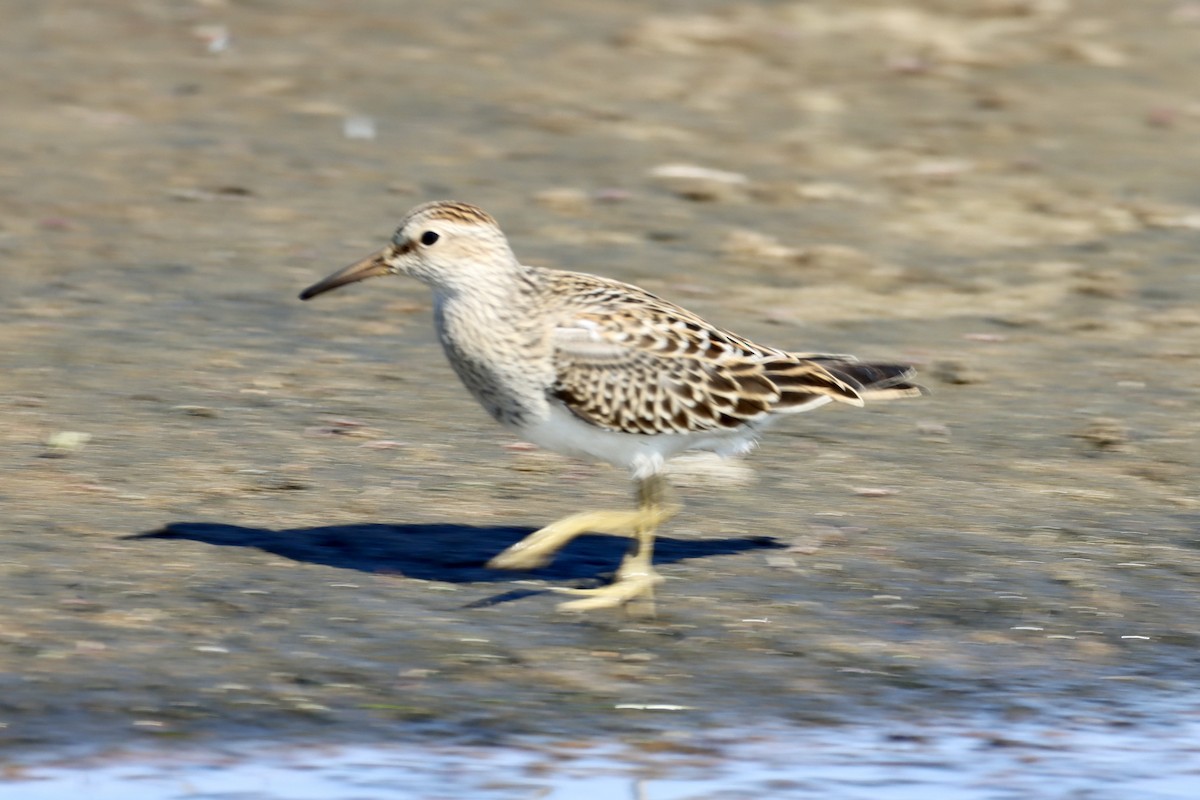 Pectoral Sandpiper - ML610150473