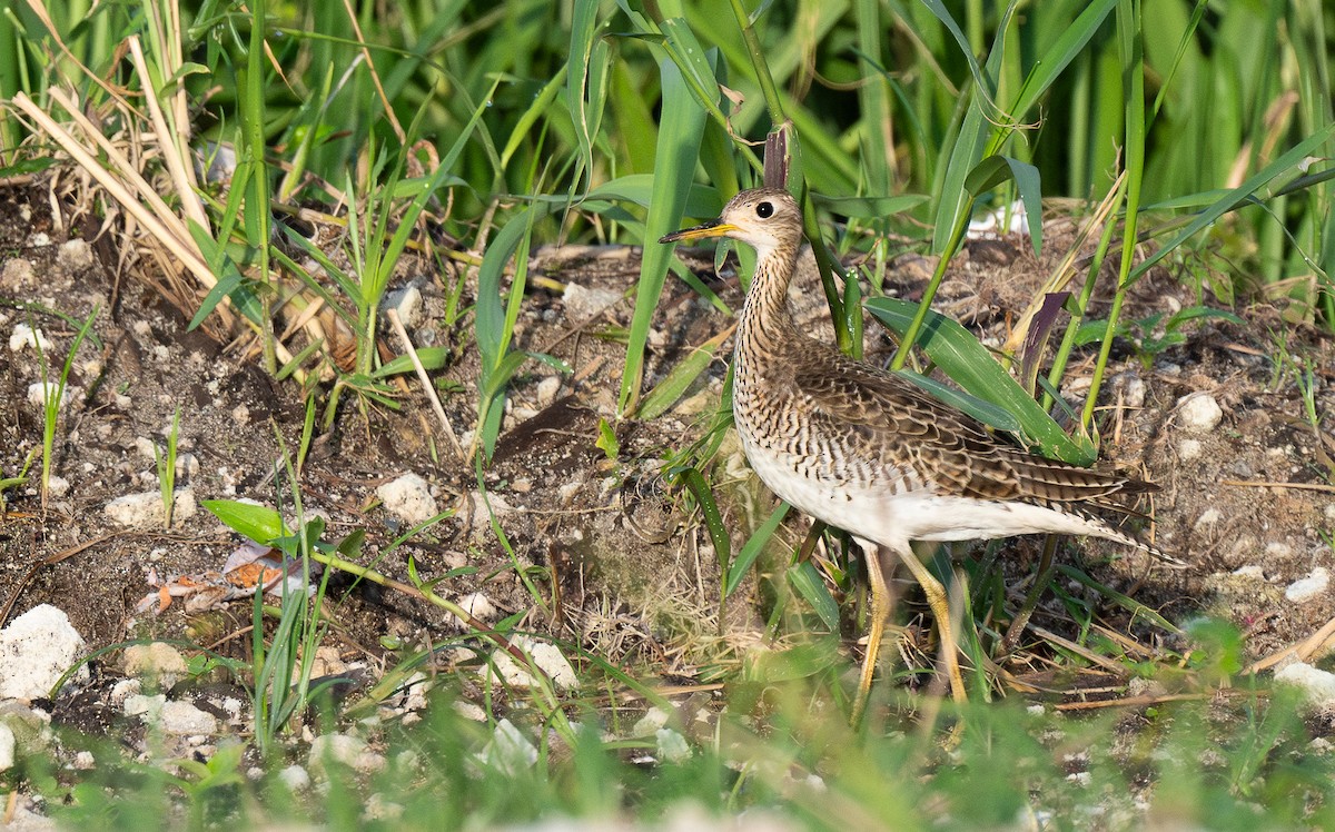 Maubèche des champs - ML610150577